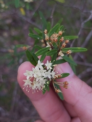 Phebalium squamulosum