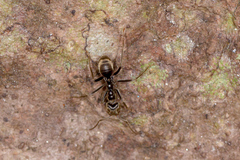 Anonychomyrma