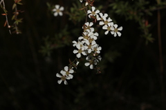 Leptospermum brachyandrum