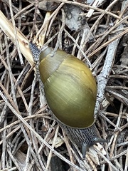 Bothriembryon glauerti