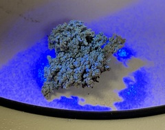 Stereocaulon glaucescens