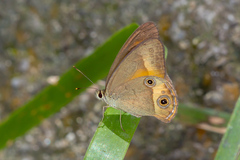 Hypocysta irius