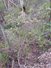 Phebalium squamulosum