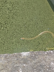 Mastigodryas melanolomus