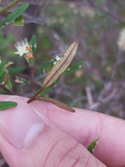 Phebalium squamulosum