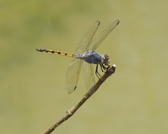 Potamarcha congener