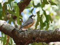 Pachycephala rufiventris