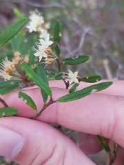 Phebalium squamulosum