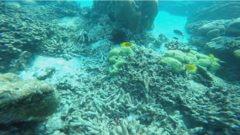 Pomacentrus sulfureus