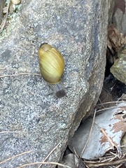 Bothriembryon glauerti