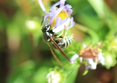Vespula consobrina
