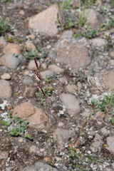 Bromus pumpellianus