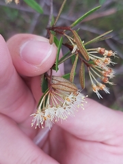 Phebalium squamulosum