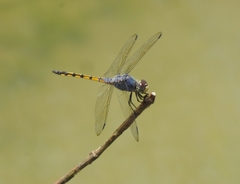 Potamarcha congener