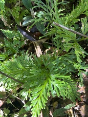 Selaginella