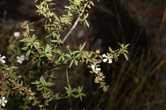 Leptospermum brachyandrum