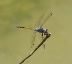 Potamarcha congener
