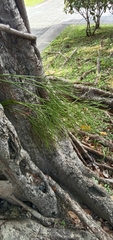 Psilotum nudum