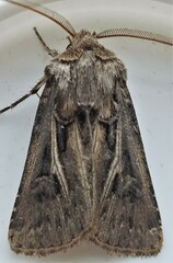 Agrotis gladiaria