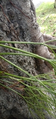 Psilotum nudum