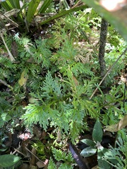 Selaginella