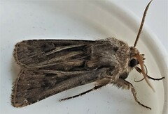 Agrotis gladiaria