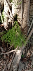 Psilotum nudum