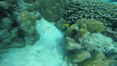 Pomacentrus sulfureus