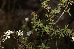 Leptospermum brachyandrum
