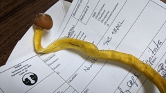 Tolypocladium capitatum