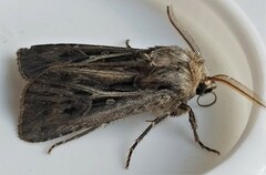 Agrotis gladiaria