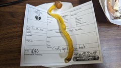 Tolypocladium capitatum