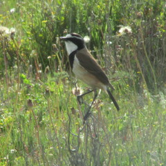 Oenanthe pileata pileata