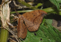 Drepana curvatula