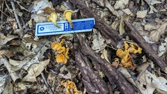 Cantharellus flavolateritius