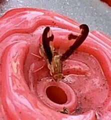 Toxonevra superba