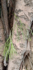 Psilotum nudum