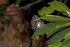 Neptis praslini