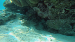 Labroides dimidiatus