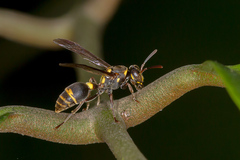 Ropalidia socialistica
