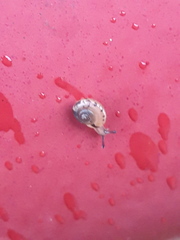 Hygromia cinctella
