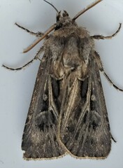 Agrotis gladiaria