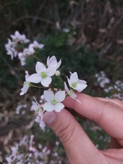 Boronia floribunda