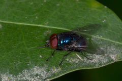 Chrysomya megacephala