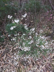 Boronia floribunda