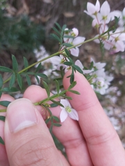 Boronia floribunda
