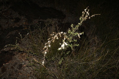 Leptospermum brachyandrum