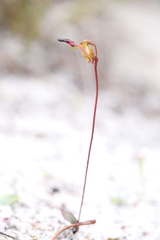 Caleana nigrita