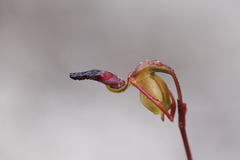 Caleana nigrita