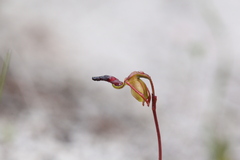Caleana nigrita